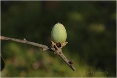 Diospyros candolleana